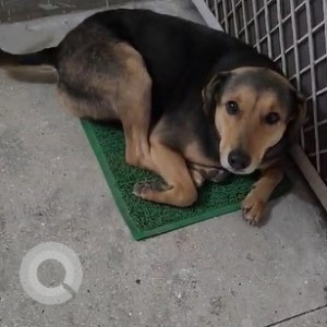 Found: Black and Brown Male Indie mix Dog from Dwarka Sector-22-3