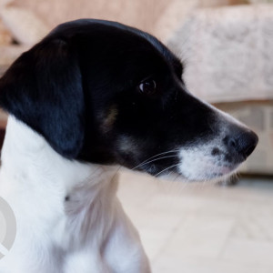 Black and White Female Indie Dog is Missing from Sant nagar east of kailash-7