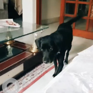 Black and White Female Indie Dog is Missing from Sant nagar east of kailash-7