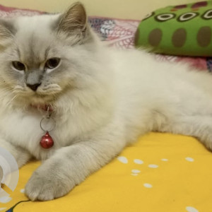 Missing: White and Grey Female Persian Cat from Adithya residency vcs nagar vellakinar pirivu
