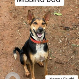 Black and Brown Female Indie Dog is Missing from Lakshmipura-2
