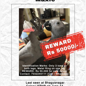 A Grey African Grey Bird Missing from Satavahana Nagar, Hyderabad