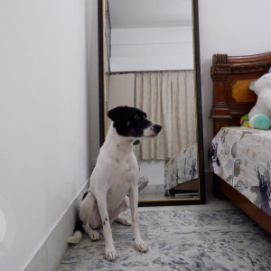 Black and White Female Indie Dog is Missing from Sant nagar east of kailash-8