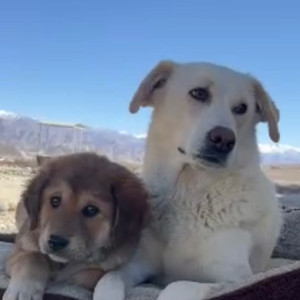 A White Kashmiri Mixed Dog Missing from Clement Town, Dehradun-3