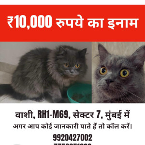 Missing: Grey Male Persian Cat Cat from VASHI, RH1-M69, SECTOR 7