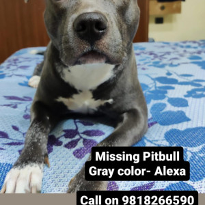 Missing: Grey Female Pitbull Dog from Tilak khand girinagar Kalkaji