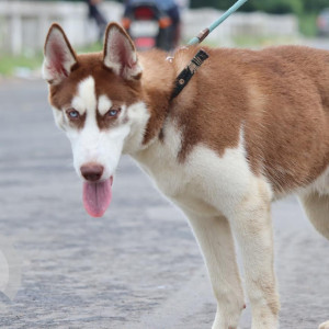 Missing: Black and White Male Husky Dog from Shree Balaji Upvan-2
