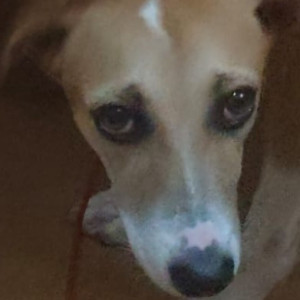 A White-Brown Mix Indie Dog Missing from Arkavathy Layout, Bengaluru