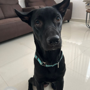 Missing: Black Male Indie Dog from Upparapalli