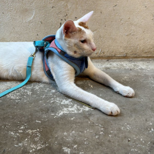 Found: White-Brown Mix Male Indie Cat from Sikkanagar , Near Charni Road , near Ganpati Mandir