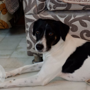 Black and White Female Indie Dog is Missing from Sant nagar east of kailash-2