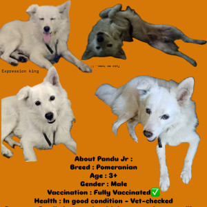 A White Pomeranian Dog Found from Visakhapatnam