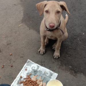 Missing: Brown Female Indie Dog from Vikhroli east station signal