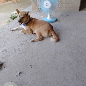 Missing: White-Brown Mix Male Indie Dog from Batahghuli , panjabari-2