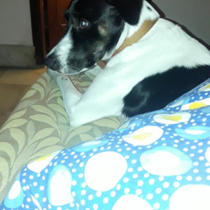 Black and White Female Indie Dog is Missing from Sant nagar east of kailash-5