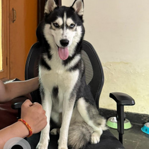 A Black and White Siberian Husky Dog Missing from Chattarpur, New Delhi