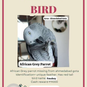 Missing: Grey Male African Grey Parrot Bird from Gota Ahmedabad-2
