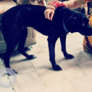 Black and White Female Indie Dog is Missing from Sant nagar east of kailash-6