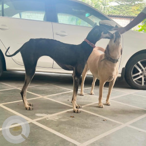 Missing: Black and White Female Kanni Dog from Saravanampatty-2