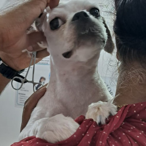Missing: White Male Shih tzu Dog from wadhawa Ram colony panipat