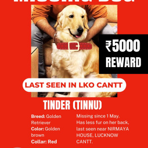 Missing: Golden Female Golden Retriever Dog from Cantonment area Lucknow-3