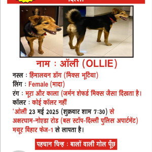 A Black and Brown Himalayan Bhutiya mix looks like German shepherd mix Dog Missing from Delhi NCR
