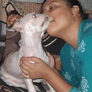 Missing: White Male Shih tzu Dog from wadhawa Ram colony panipat-2