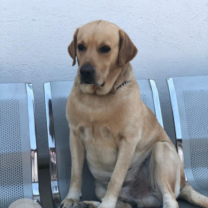 Missing: Brown Male Labrador Dog from Near Appa Balwant Chow (ABC Chowk) Narayan Peth