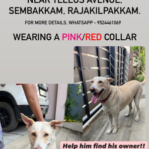 Found: White-Brown Mix Male Lab cross Dog from Rajakilpakkam