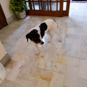Black and White Female Indie Dog is Missing from Sant nagar east of kailash-4
