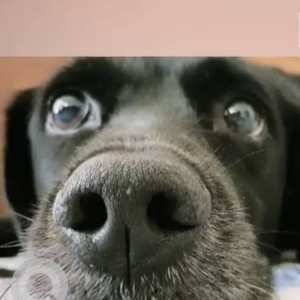 Black and White Female Indie Dog is Missing from Sant nagar east of kailash-2