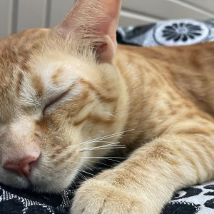 Missing: Light Brown Male Ginger Cat from Shanti Kunj, damu chak road-2