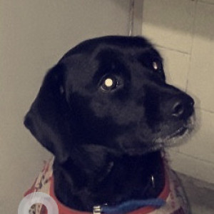 Black and White Female Indie Dog is Missing from Sant nagar east of kailash-5