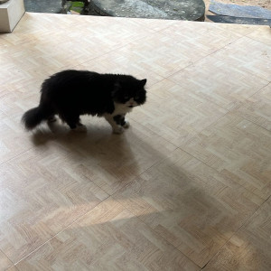 A Black and White Persian Cat Missing from Chennai-2