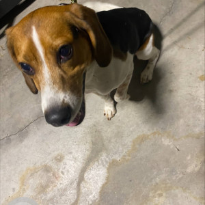 A Beagle Breed Dog found in in the area of Ridge Road and Bay Road