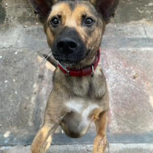 A Black brown Indie found in Babusapalya, Bangalore-4