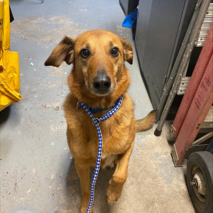 A Brown Dog found in area of North Ave and Donovan Street