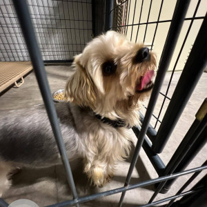 A shihTzu dog found in area of Bay Road and Hollywood Blvd