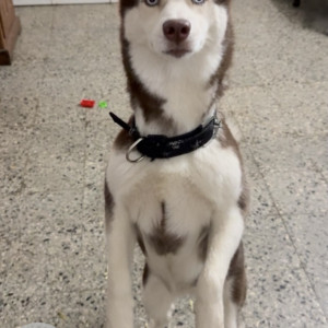 A Brown Husky Dog Missing from Shivane, Pune