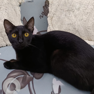A Black Indie Domestic Short Hair Cat Missing from Bolarum, Secunderabad-2