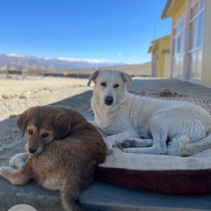 A White Kashmiri Mixed Dog Missing from Clement Town, Dehradun-2