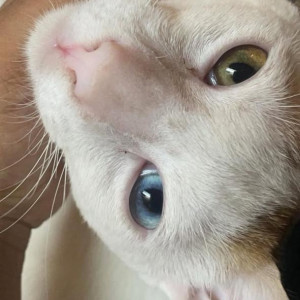 Found: White-Brown Mix Male Indie Cat from Sikkanagar , Near Charni Road , near Ganpati Mandir-2