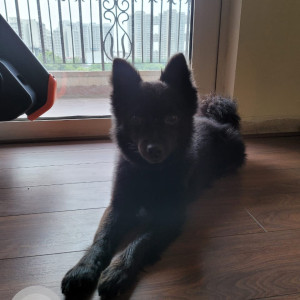 Missing: Black Male Pomeranian and Spitz Mix Dog from Sector 168, Noida-2