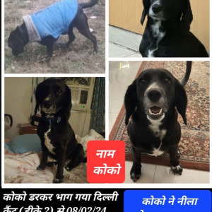 Missing: Golden Female Beagle Dog from Dhaula kauan intersection-3