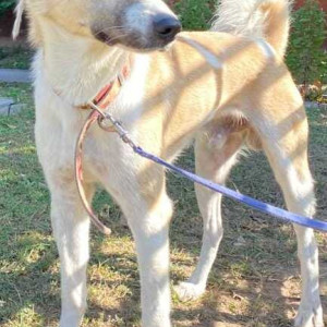 Alice is missing from sector 20 chandigarh-2