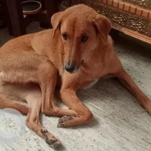 Indie dog is missing from Kondappa Garden Street Maruthi Nagar Yelahanka