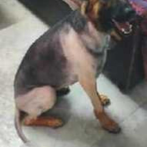 German Shepherd is missing from Nala road sheyad gaon park-3