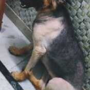 German Shepherd is missing from Nala road sheyad gaon park-2