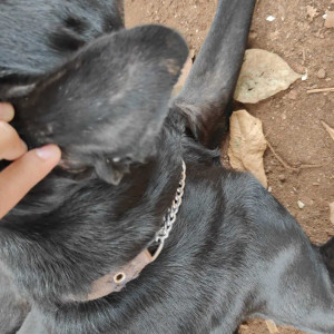Labrador is found in Anjuna near Westin Goa Hotel-2