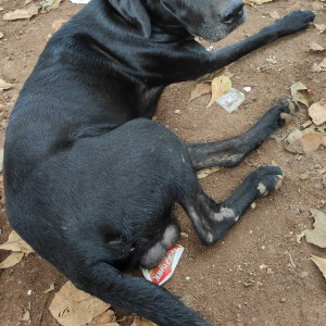 Labrador is found in Anjuna near Westin Goa Hotel